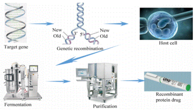 Production Process of Recombinant Protein Drugs