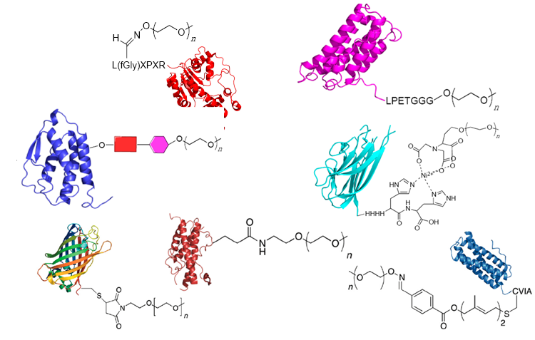 Various types of PEGylated proteins