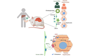 小鼠“人源化”肝脏揭示了慢性疾病的根源
