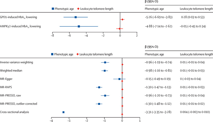 HbA1c降低对表型年龄和白细胞端粒长度的影响