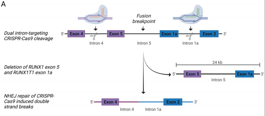 双内含子靶向CRISPR-Cas9介导RUNX1-RUNX1T1的破坏