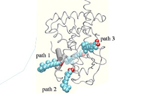 《Immunity》控制T细胞活性