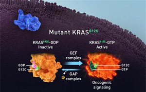 靶向突变KRAS活性状态的细胞伴侣的化学重塑
