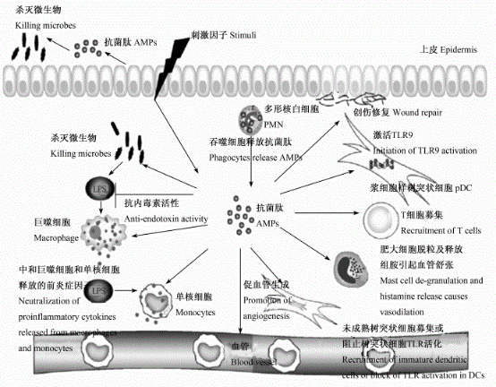 抑菌肽在宿主防御中的多重功能