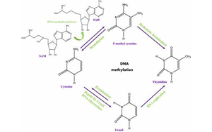 Cell：染色质重塑是DNA甲基化的表观遗传基础