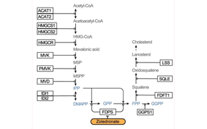 Nature：利用CRISPR，终于弄清楚了一种独特的免疫细胞是如何识别并摧毁肿瘤的