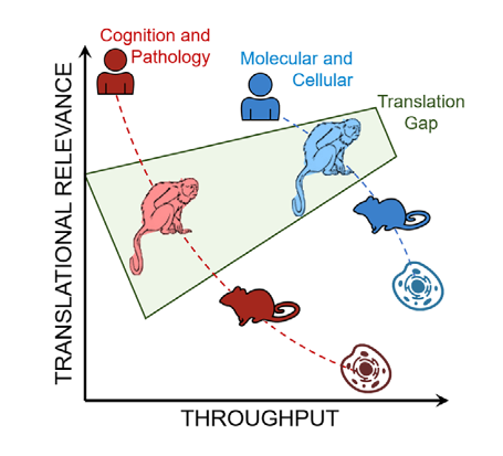 狨猴模型弥补了目前人类研究与AD细胞和啮齿动物模型之间的翻译差距
