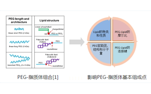 聚乙二醇-脂质（PEG-lipid）结构与性质