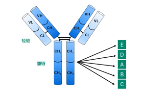 抗体亲和层析-高纯度重组蛋白A（Seebio® rProtein A）