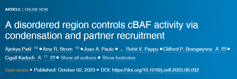 无序区域通过凝聚和伴侣招募控制cBAF活性