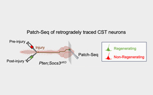 《Neuron》新生物标志物预测神经元是否会再生
