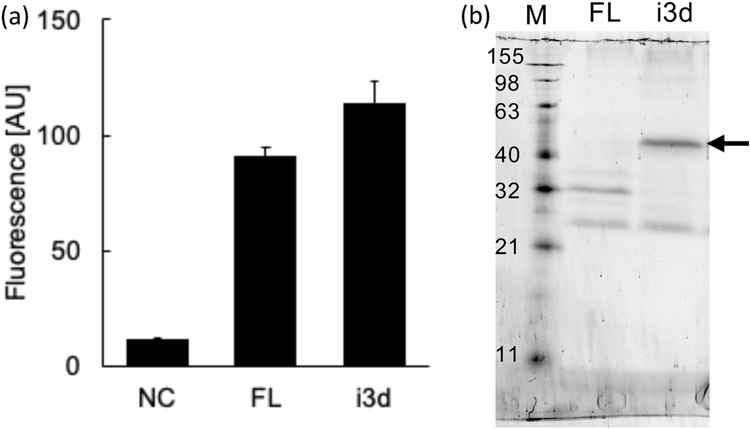 全长H3R（FL）和缺失I3L的H3R（i3d）在酿酒酵母YB1菌株中的表达