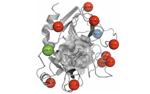 胰蛋白酶 - 生命科学中不可或缺的消化工具酶