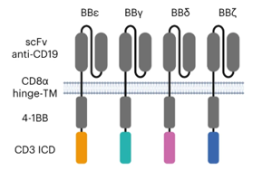 Nature Immunology：利用CD3多样性来解决CAR-T耗竭问题