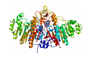 化学发光标记物-碱性磷酸酶（ALP）性能稳定活性高，替代进口优选