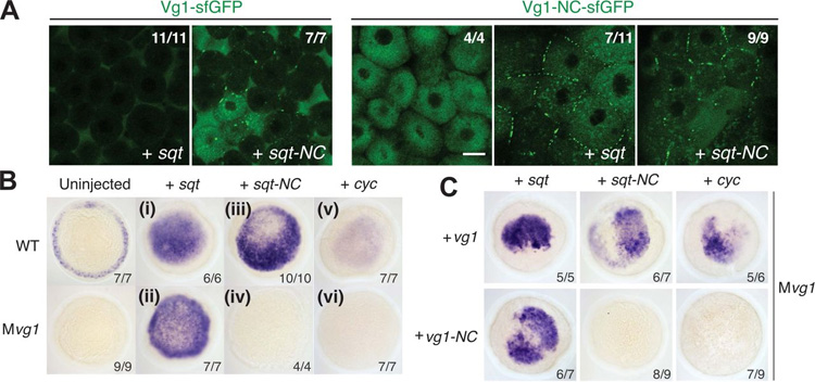 前结构域切割影响Vg1 Nodal信号传导，但不影响分泌