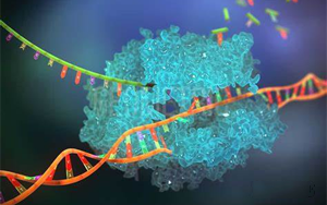 Nature最新发现一条鲜为人知的DNA修复途径：让人惊叹的协作