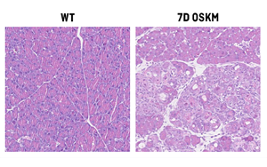 Nature Metabolism：原来维生素B12也在细胞重编程和组织再生中起关键作用