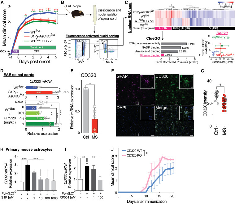 
FTY720 restores CD320 expression that is downregulated in EAE and MS lesions and is essential for protecting against neuroinflammation
FTY720恢复CD320的表达，CD320在EAE和MS病变中下调，对预防神经炎症至关重要