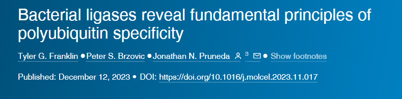 细菌连接酶揭示了多泛素特异性的基本原理