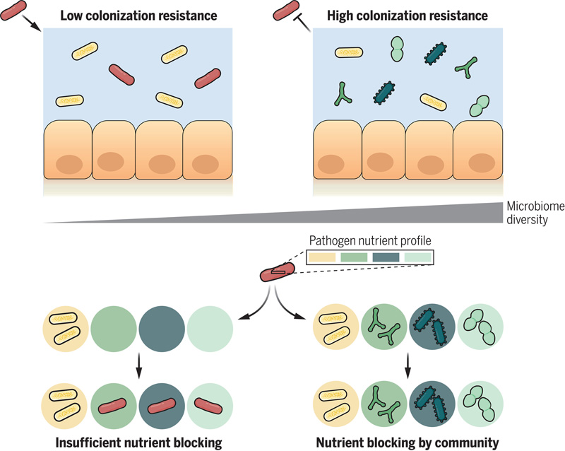 随着微生物组多样性的增加，不同营养素被消耗的可能性增加