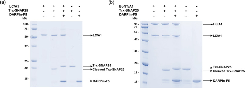 DARPin-F5对BoNT/A1和重组LC/A1的酶活性的抑制作用