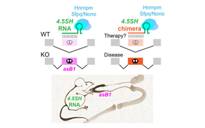 神秘的小RNA分子：第一个自然产生的，能调节选择性剪接的RNA