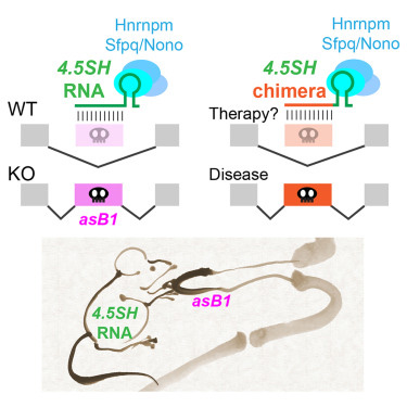 4.5SH RNA是小鼠体内一种重要的物种特异性非编码RNA