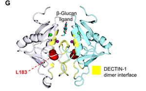 抗真菌蛋白DECTIN-1可用于自身免疫疾病和癌症治疗
