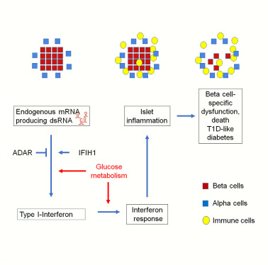 胰腺β细胞中有缺陷的RNA编辑会导致内源性双链RNA的积累，导致肠间反应、炎症和胰岛破坏