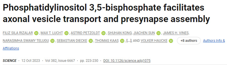 磷脂酰肌醇3,5-二磷酸促进轴突小泡运输和突触前组装