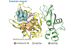 Nature子刊：这种抑制剂在治疗前列腺癌上表现出潜力