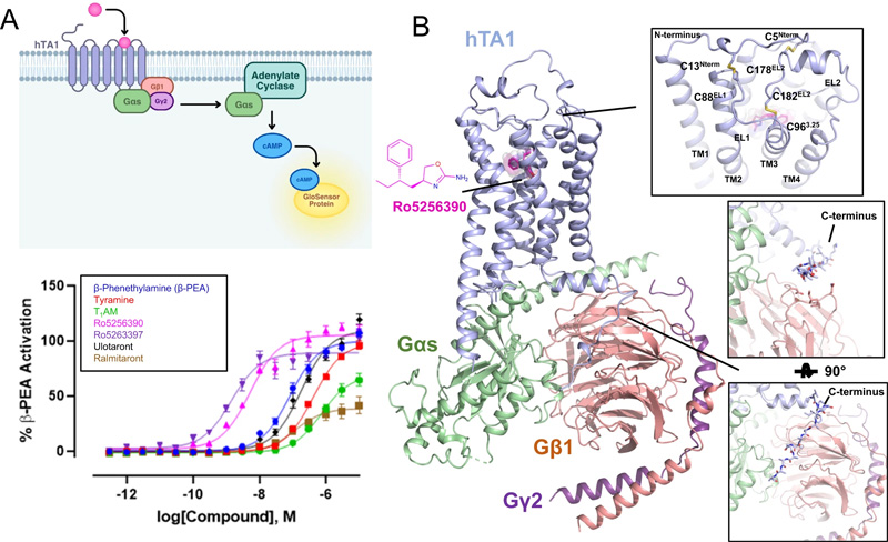 hTA1-Gs复合物的药理学和结构特征