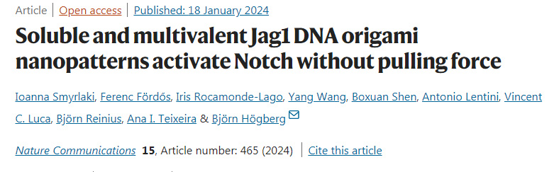 可溶性多价Jag1DNA折叠纳米模板在没有外力作用下激活细胞受体Notc