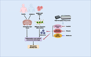 Cell Stem Cell：SARS-CoV-2可以感染多巴胺神经元，导致衰老