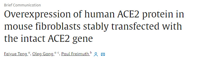 小鼠纤维细胞的人ACE2蛋白的过度表达在人ACE2基因协助下稳定地转染
