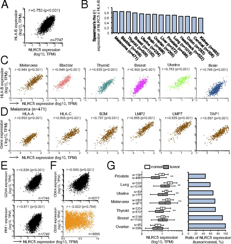 NLRC5和MHC I类基因表达与人类癌症相关