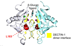 抗真菌蛋白DECTIN-1可用于自身免疫疾病和癌症治疗