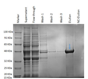 蛋白质工厂Protein Factory产品