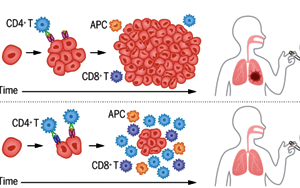 Science：免疫系统的遗传变异参与了肺癌的免疫监视