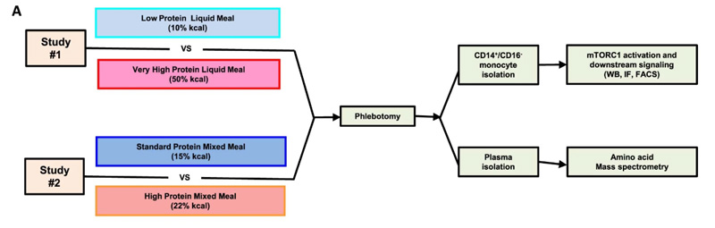 #1研究评估了极限摄入液态餐中蛋白质对单核细胞mTORC1激活和下游功能的影响。