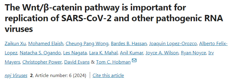 Wnt/β-连环蛋白通路对SARS-CoV-2和其它致病性RNA病毒的复制很重要