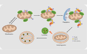 Nature Metabolism：胰岛素影响细胞能量的循环利用