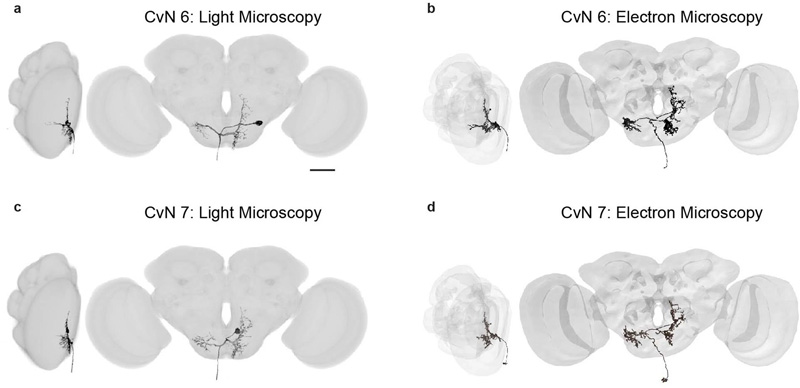 两个颈部运动神经元的光学和电子显微镜图像的比较