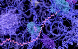 长寿RNA？Science首次发现了长寿RNA在细胞寿命中的突出作用