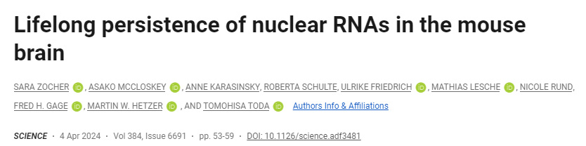 核酸RNA在小鼠大脑中的终身持久性