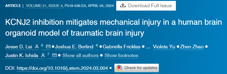 KCNJ2抑制减轻创伤性脑损伤的人脑类器官模型中的机械损伤