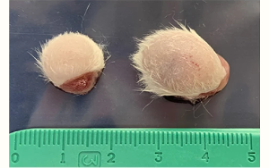 Nature发现一种完全不同的作用机制：直接作用于白血病细胞，阻止它们的生长