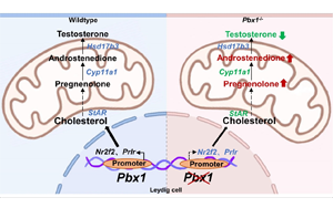 转录因子PBX1在调控间质细胞分化和精子发生中的关键作用
