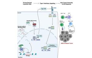 Cell：ARID1A突变如何增强癌症免疫疗法的效果